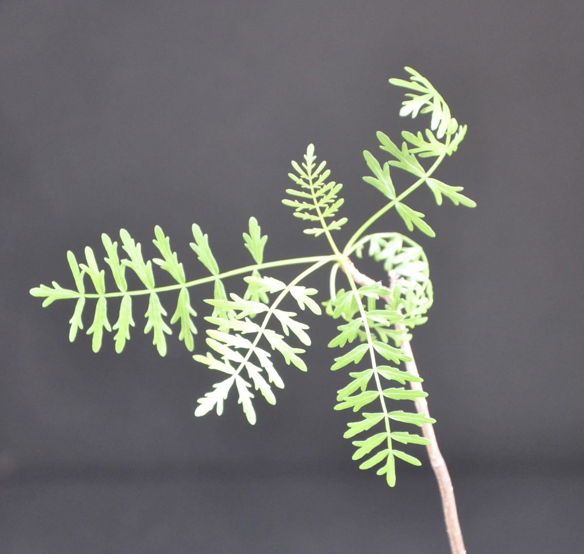 Bursera microphylla ブルセラ ミクロフィラ 実生株(観葉植物)｜売買 