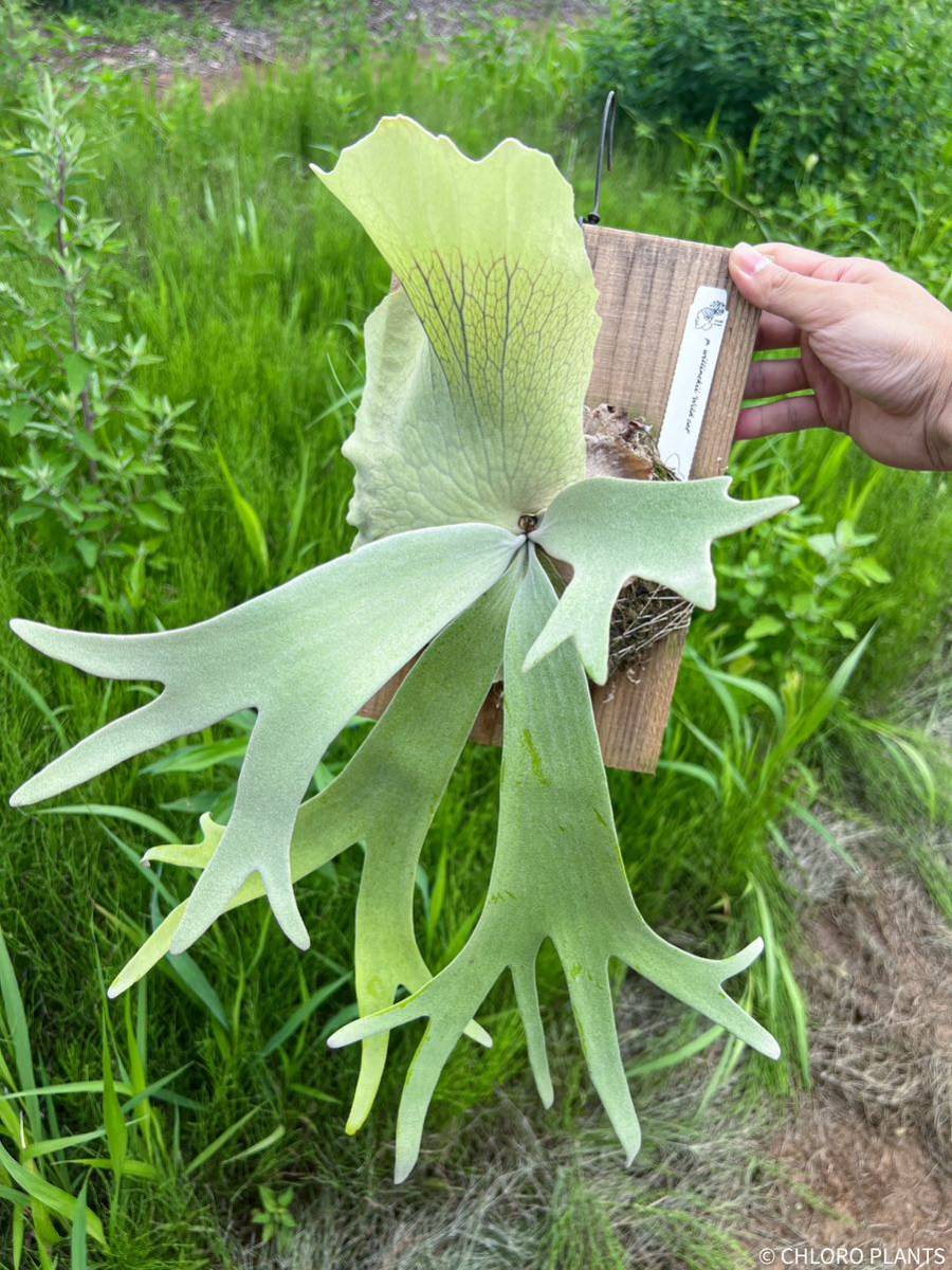 ビカクシダ willinckii Wild cat @CHLORO PLANTS