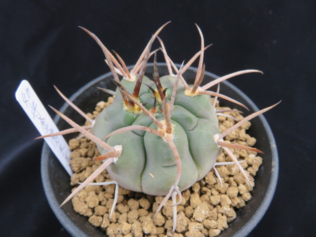 ４０．守金魔天竜　サボテン　多肉植物