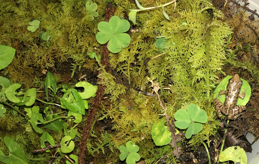 鼻先の尖ったカエル１匹