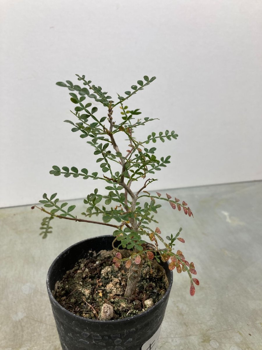 キ2490 「実生株」オペルクリカリア パキプス 2年株【種から発芽！・発