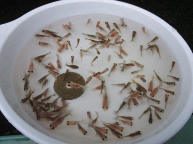 キャリコ水泡眼 スイホウガン 稚魚（2023年産）250匹+＠