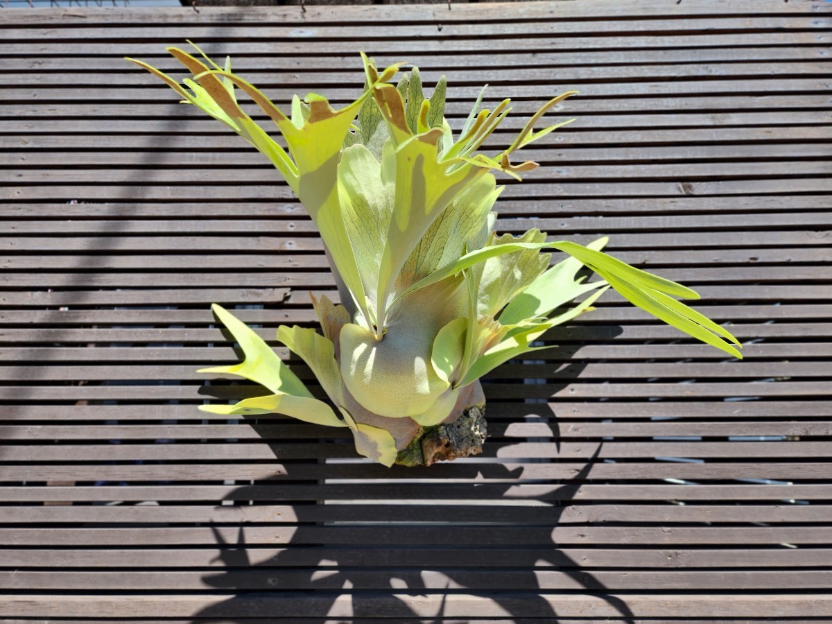 豊富な，爆買い】 Platycerium bifurcatum Doi-tung（OC/pup 