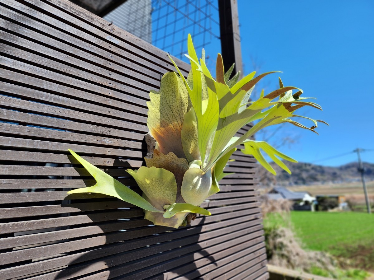 豊富な，爆買い】 Platycerium bifurcatum Doi-tung（OC/pup 