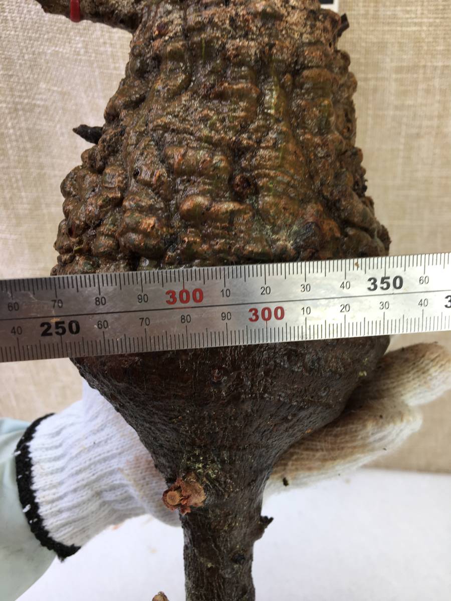 M016 パキプス 山採り新鮮ベアルート株 オペルクリカリア パキプス 