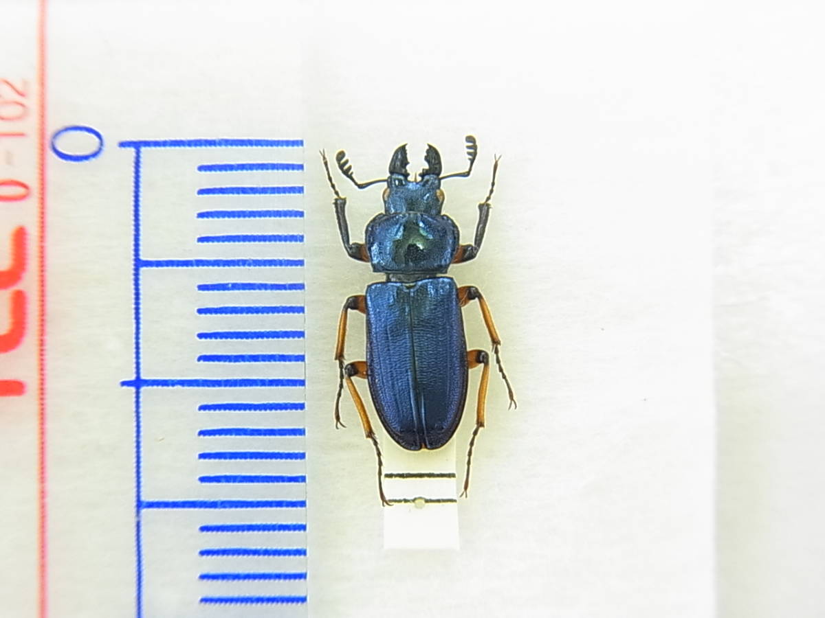 長野県北部産ユキグニコルリクワガタ♂ 標本 ブルー光沢 美麗品の入札