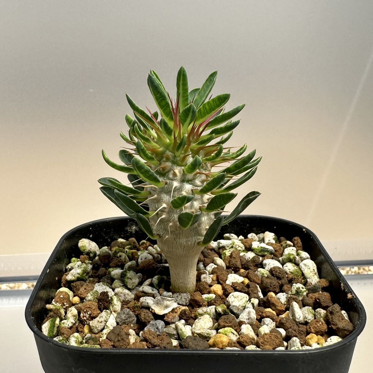 観葉植物 9 ユーフォルビア ギラウミニアナ 実生