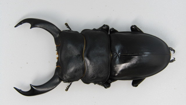 シェンクリングオオクワガタ♂81㎜ペア・・・6