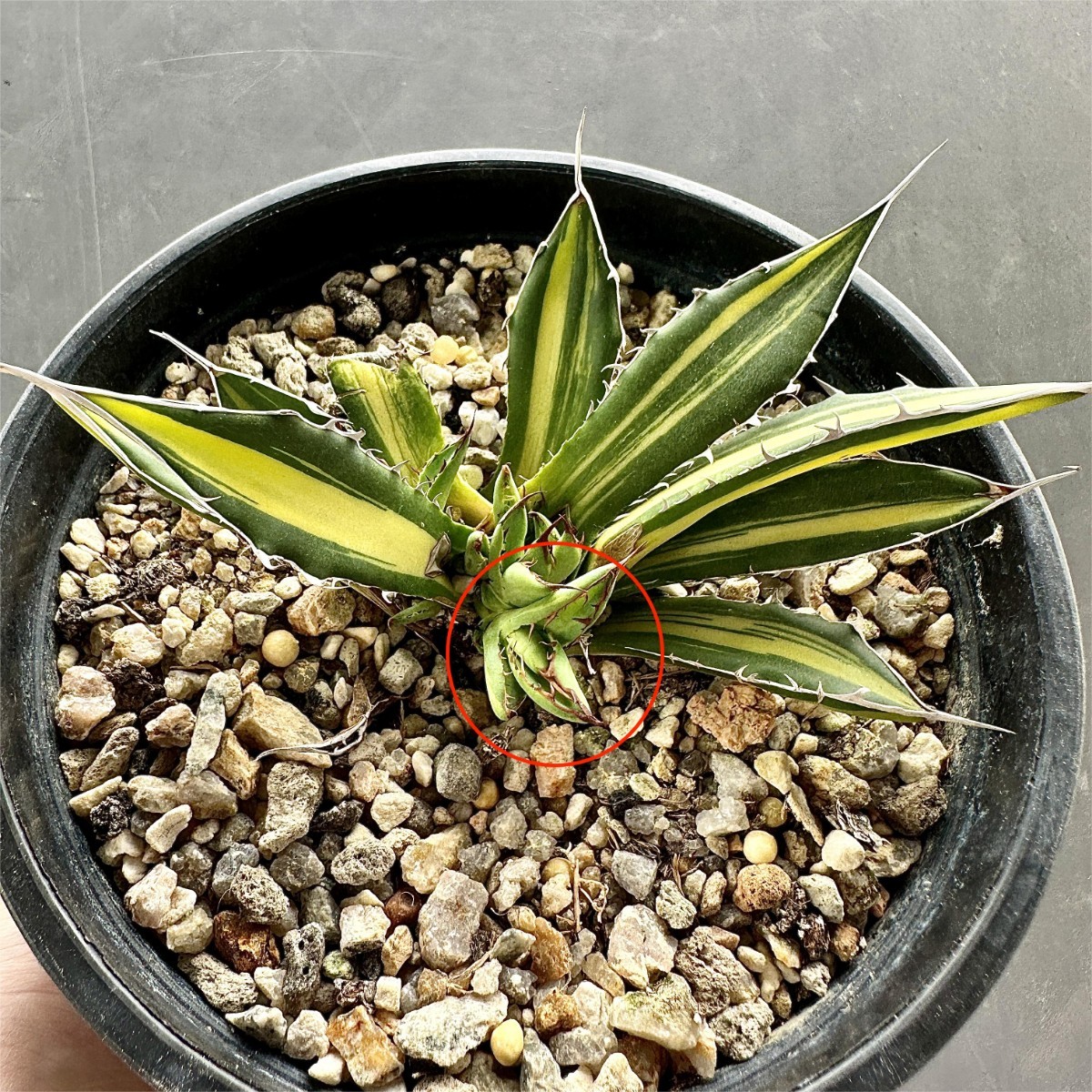 ホリダ アガベ horrida Agave ssp. 多肉植物 種子] 2026年最新Yahoo