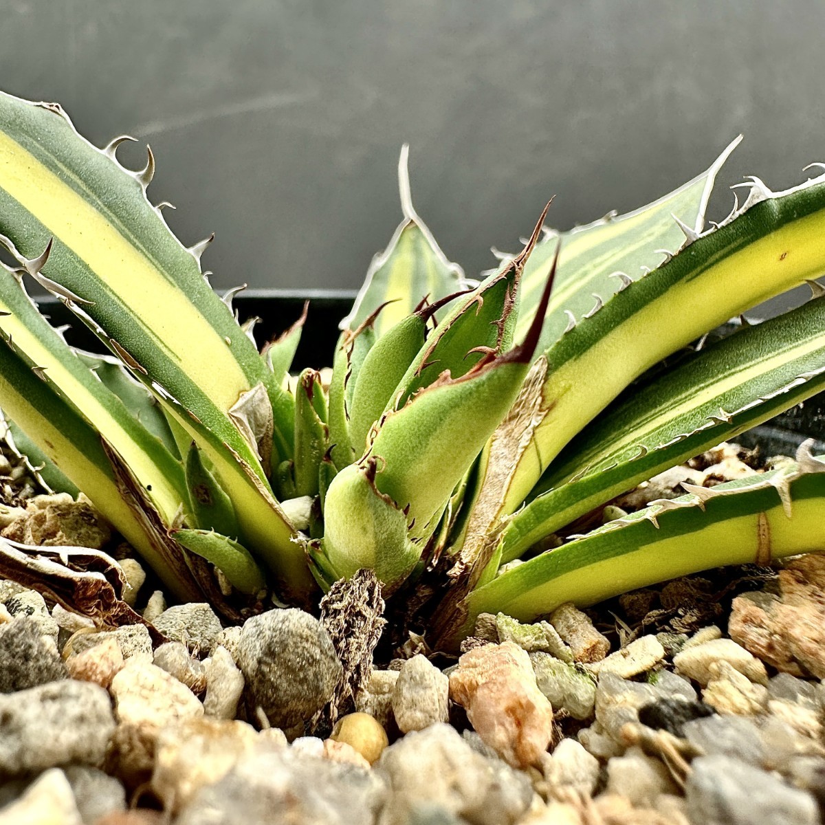 ホリダ アガベ horrida Agave ssp. 多肉植物 種子] 2026年最新Yahoo