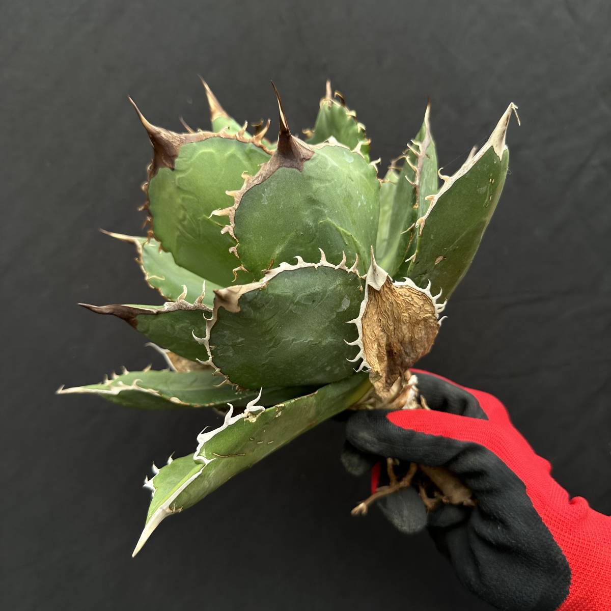 No.017【 AGAVE TITANOTA 】丸葉 特選株 アガベ チタノタ 塊根 コーデックス サボテン 多肉植物