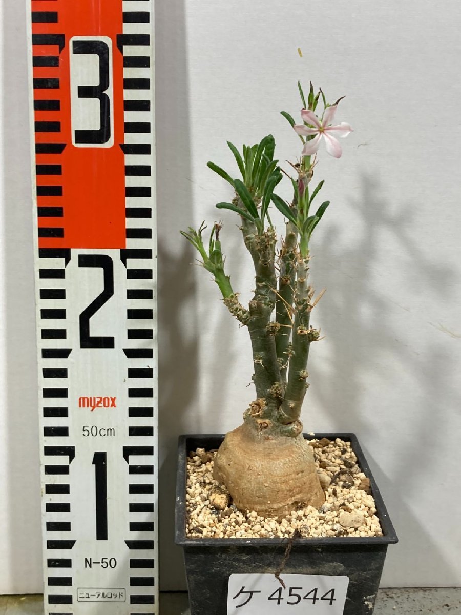 お買い得，2026 ケ4544 塊根植物 パキポディウム サキュレンタム 白花 中 植え 未発根 succulentum 特選バオバブフォーム 花落ちします(その他)｜売買されたオークション情報、yahooの商品情報をアーカイブ公開 - その他