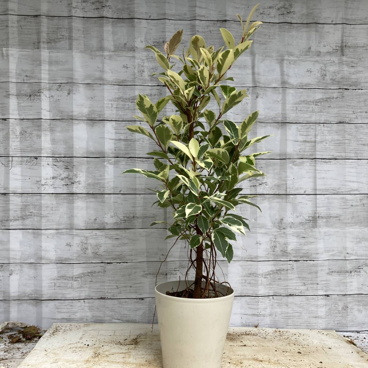 斑入りガジュマル 34da54c20a1e73d6781b726766d6b7