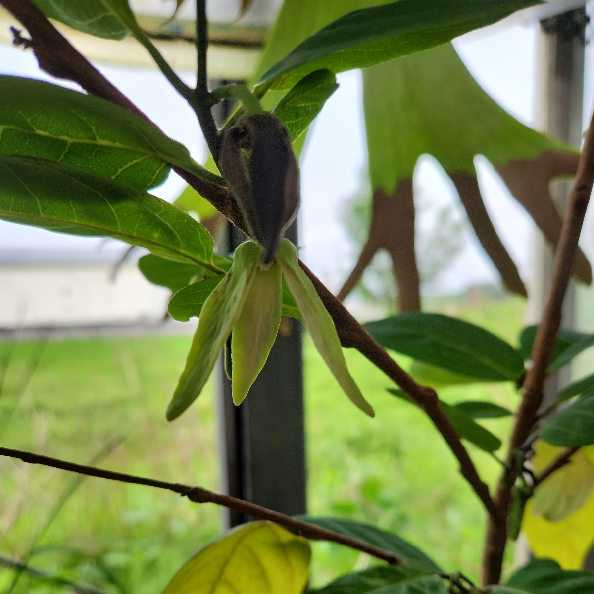 チェリモア？アテモヤ? 花付きです！去年は実が付きました！