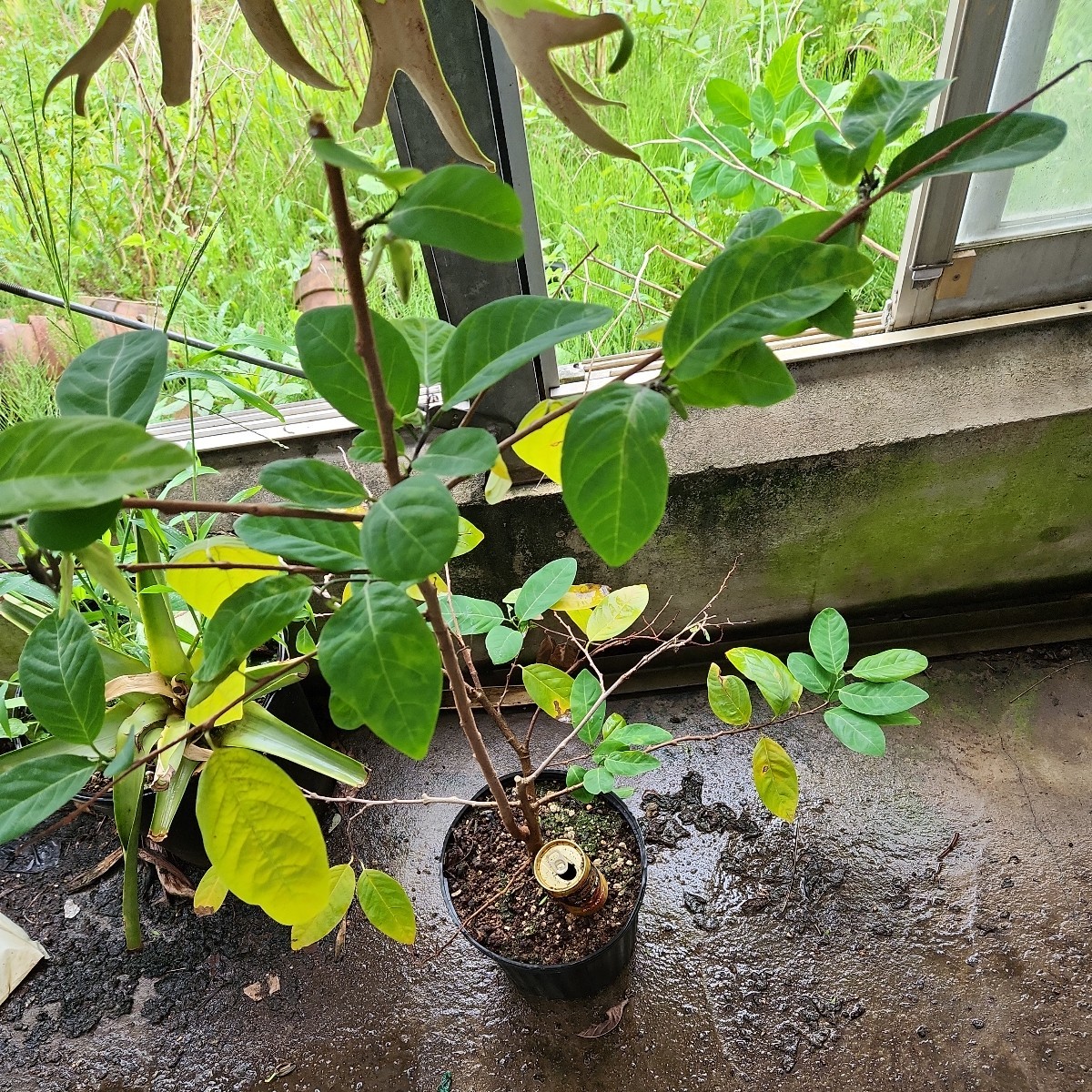 チェリモア？アテモヤ? 花付きです！去年は実が付きました！