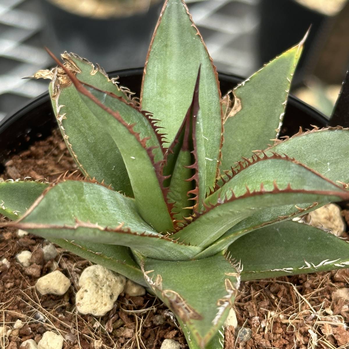 THE CORE 株 Agave Horrida(アガベ USホリダ ) USクローン 子株(観葉 