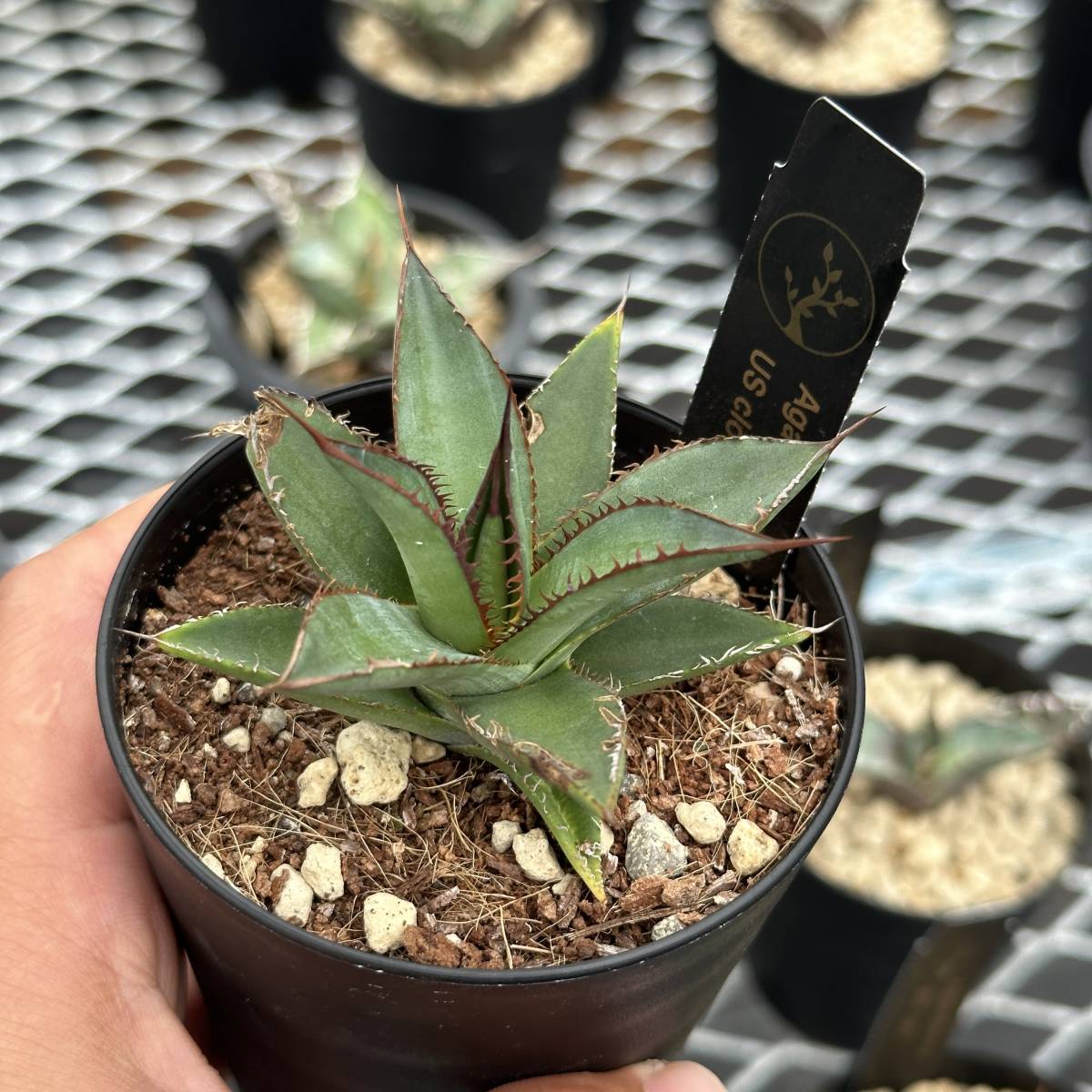 THE CORE 株 Agave Horrida(アガベ USホリダ ) USクローン 子株(観葉 