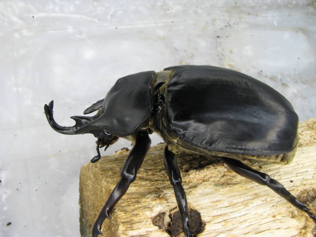アクタエオンゾウカブト⁄アクティオンゾウカブト（レックスゾウカブト