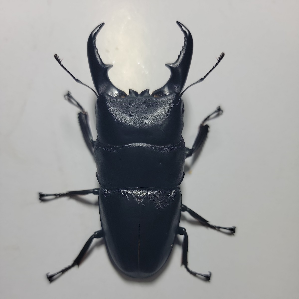 あかがね 本土ヒラタクワガタ ペア