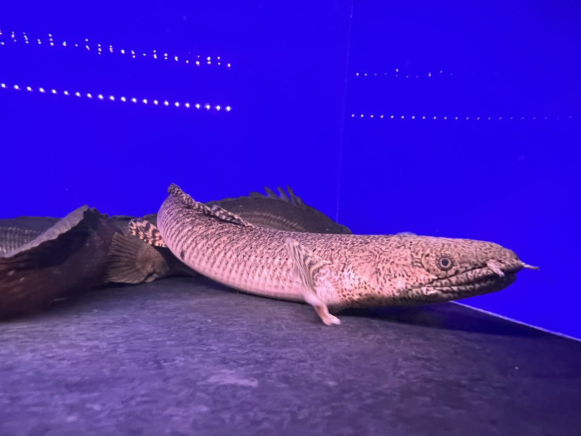 ポリプテルスオルナティ約40センチ