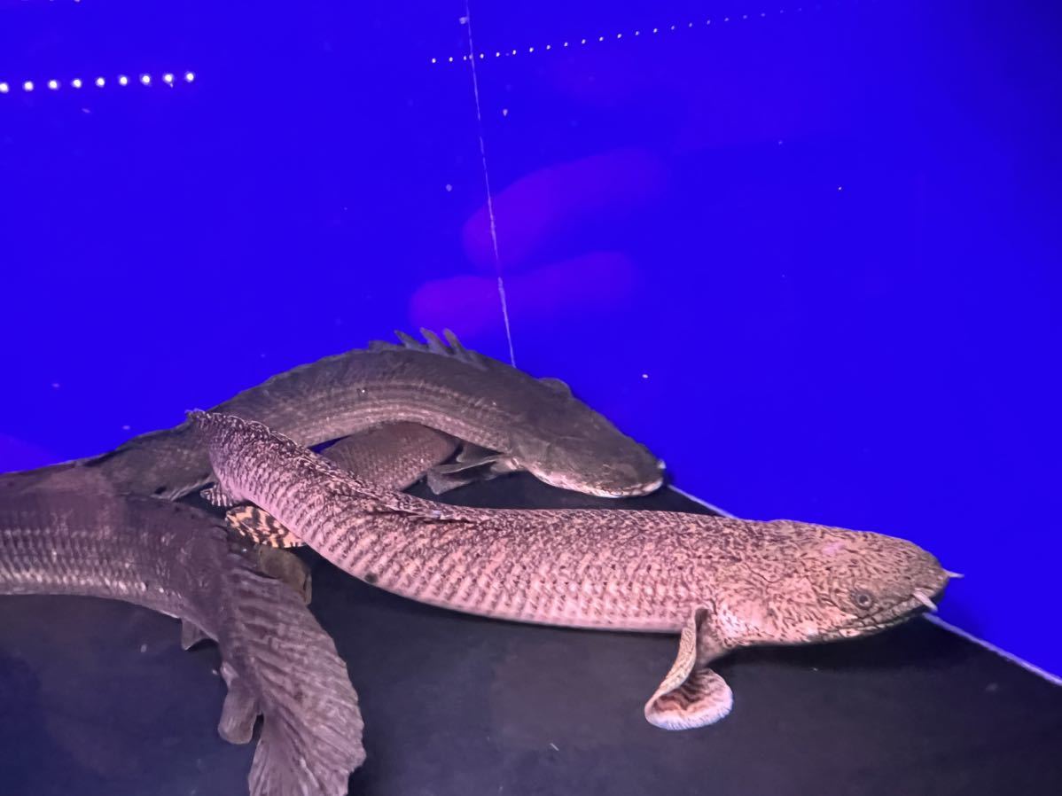 ポリプテルスオルナティ約40センチ