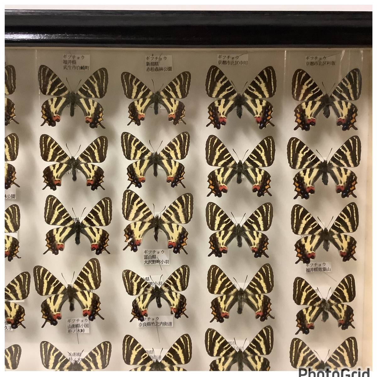 蝶 標本 ギフチョウ イエローバンド イエローテール ドイツ箱 X2