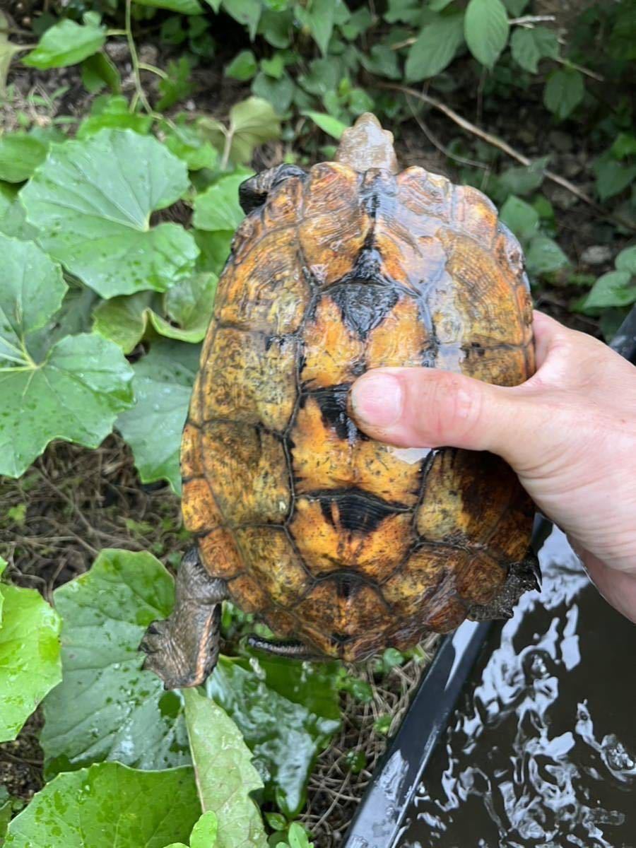 (食用)ニホンイシガメ 有精卵 2個 腹違い