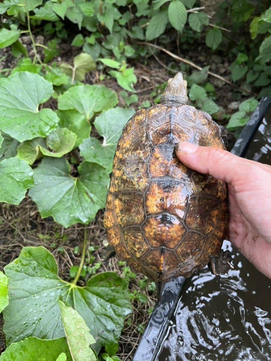 (食用)ニホンイシガメ 有精卵 2個 腹違い