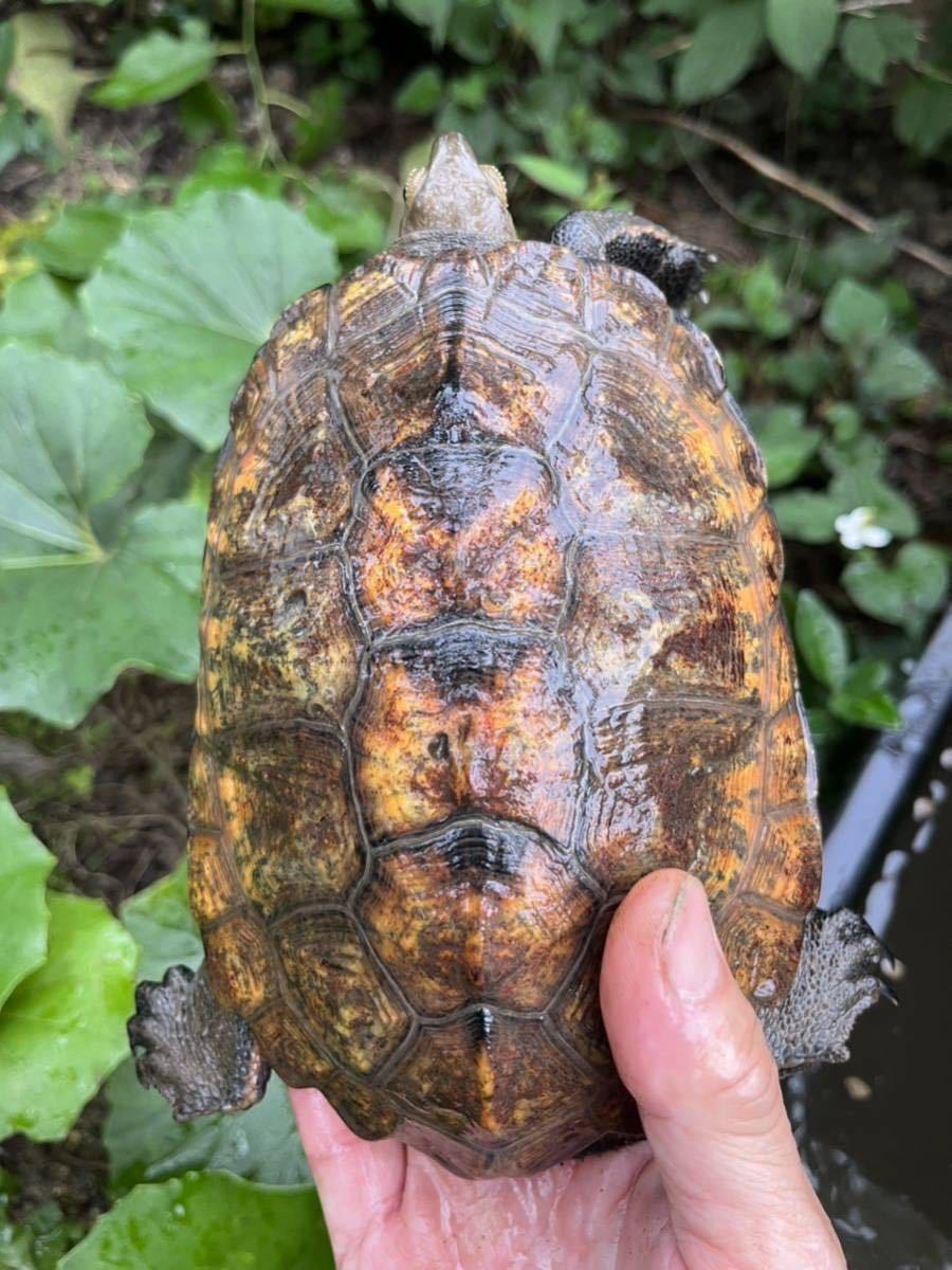 (食用)ニホンイシガメ 有精卵 2個 腹違い