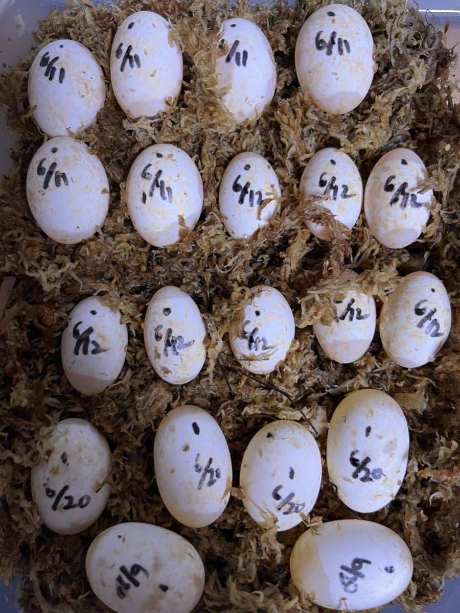 (食用)ニホンイシガメ 有精卵 2個 腹違い