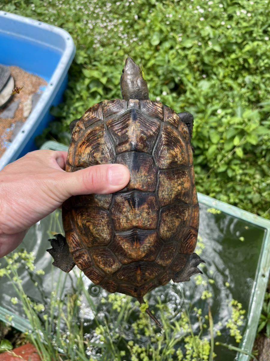 (食用)ニホンイシガメ 有精卵 2個 腹違い