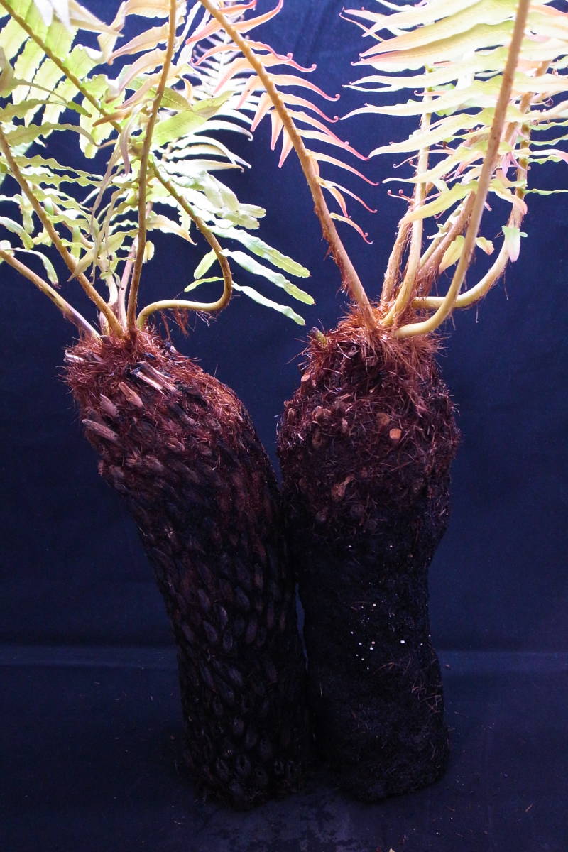 Bainea 好し insignis（ブライネアインシグニス