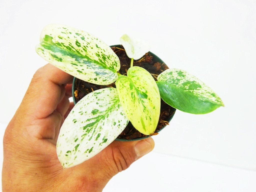 希少、極上斑フィロデンドロン イルセマニー ⁄ 安心の発根済み 希少