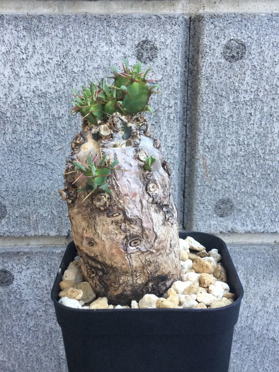 ユーフォルビア ムランジーナ 6 Euphorbia mlangeana 発根済み ユーフォルビア ムランジーナ 6 Euphorbia mlangeana 発根済み
