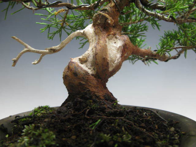 盆栽富士 糸魚川真柏 小品 樹高18㎝ 糸魚川真柏 盆栽富士 小品盆栽