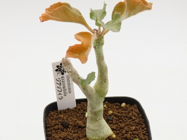 □gypsophila ジプソフィラ 実生苗 ヤマト運輸発送のみ 【多肉植物