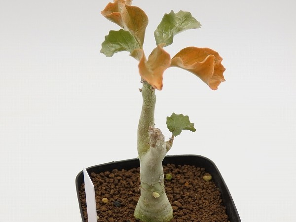 □gypsophila ジプソフィラ 実生苗 ヤマト運輸発送のみ 【多肉植物