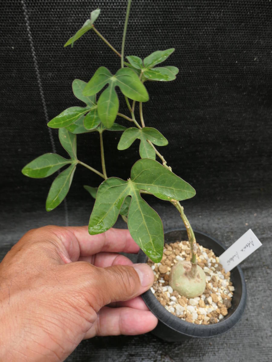 小品盆栽 吾妻五葉松 根上がり懸崖 実生 樹高10cm 【公式通販】