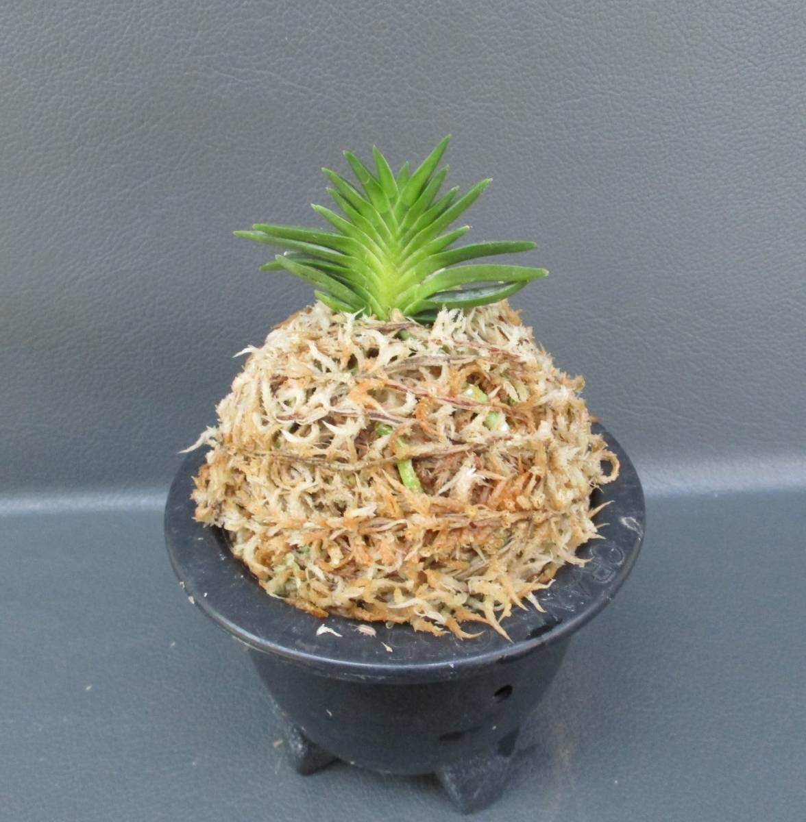 富貴蘭　必見！!島宝扇 富貴蘭 宝扇芸✨✨ 富貴蘭を始めた頃から宝扇芸が好きで 集めており