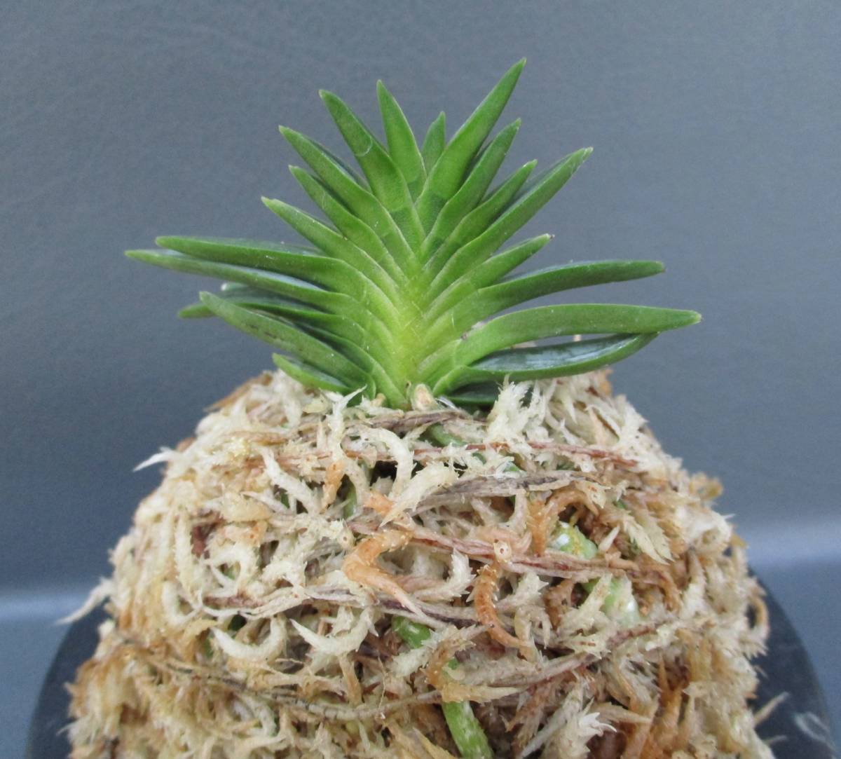 Yahoo!オークション - 富貴蘭 奄美宝扇