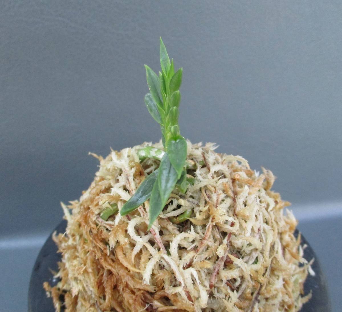 Yahoo!オークション - 富貴蘭 奄美宝扇