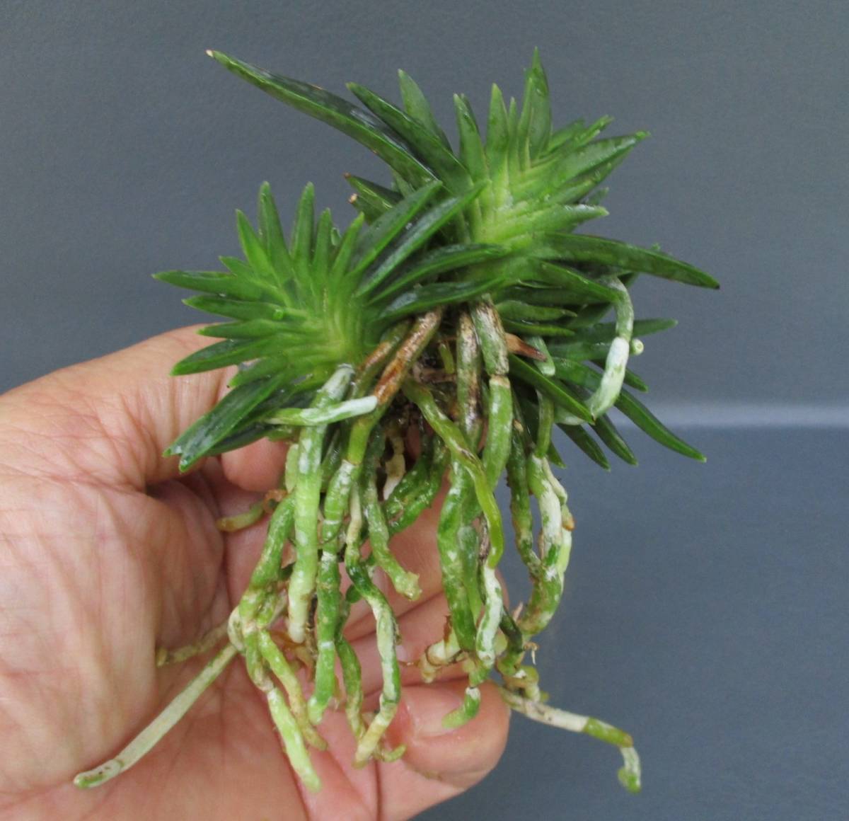 富貴蘭　必見！!島宝扇 富貴蘭 宝扇芸✨✨ 富貴蘭を始めた頃から宝扇芸が好きで 集めており