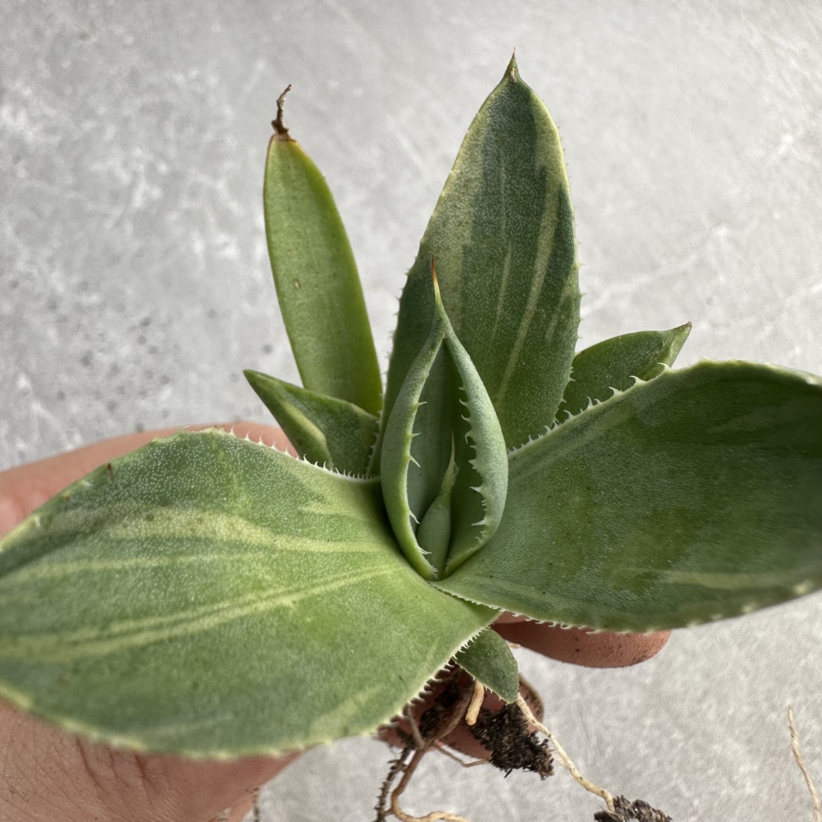 A28 多肉植物アガベ パリー トランカータ ライムストリーク　アイス発根済み