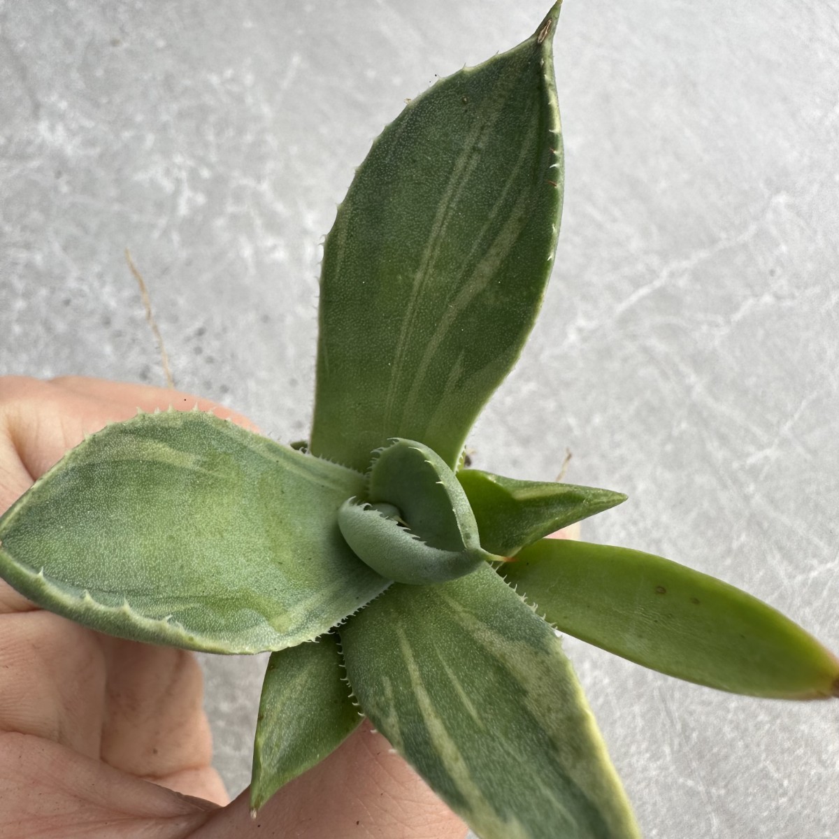 A28 多肉植物アガベ パリー トランカータ ライムストリーク　アイス発根済み