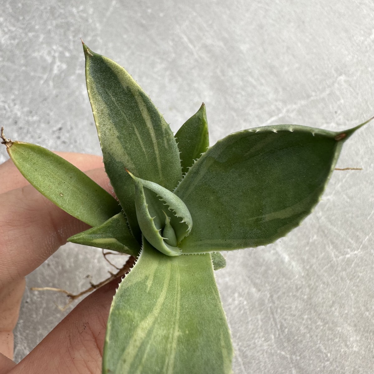 A28 多肉植物アガベ パリー トランカータ ライムストリーク　アイス発根済み