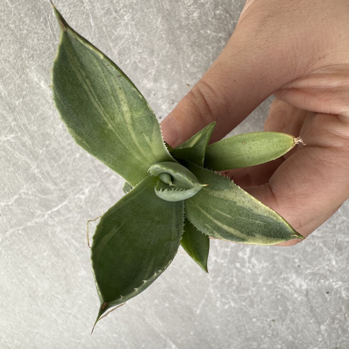 A28 多肉植物アガベ パリー トランカータ ライムストリーク　アイス発根済み