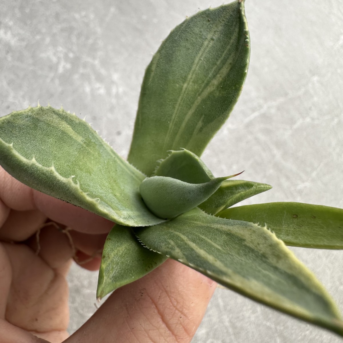 A28 多肉植物アガベ パリー トランカータ ライムストリーク　アイス発根済み