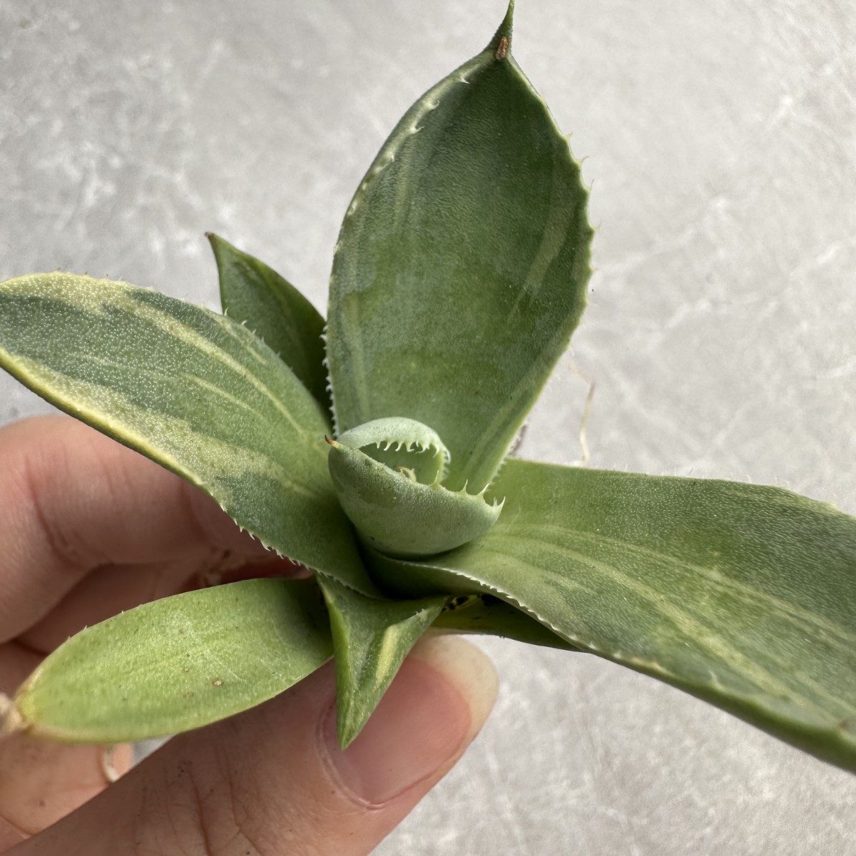 A28 多肉植物アガベ パリー トランカータ ライムストリーク　アイス発根済み