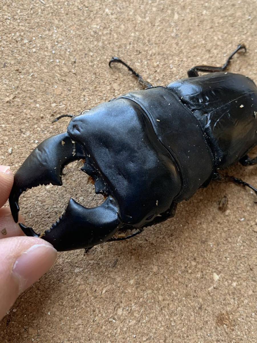 【10daken】極太短歯ヴァリアント♂94㎜ペア