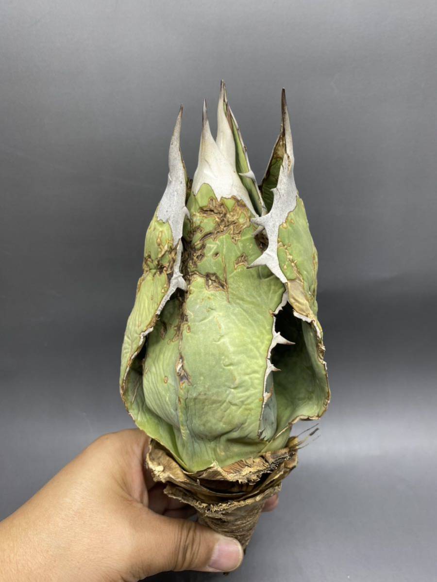 Agave oteroi titanota - – | Valley Happy 'Oaxaca' Plants Agavesp